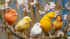 Blu Canary - Грустная канарейка