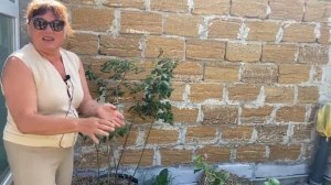 Как растет голубика в контейнерах в Крыму