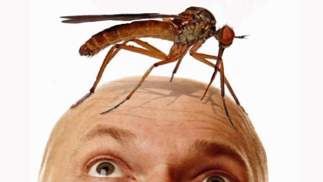 Дроны для мошенника