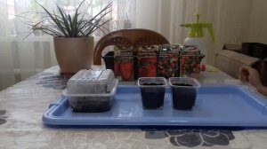 КАК ПОСЕЯТЬ БАЛКОННЫЕ ТОМАТЫ И ПЕРЦЫ. ПРОСТО И ДОСТУПНО ДАЖЕ РЕБЁНКУ.