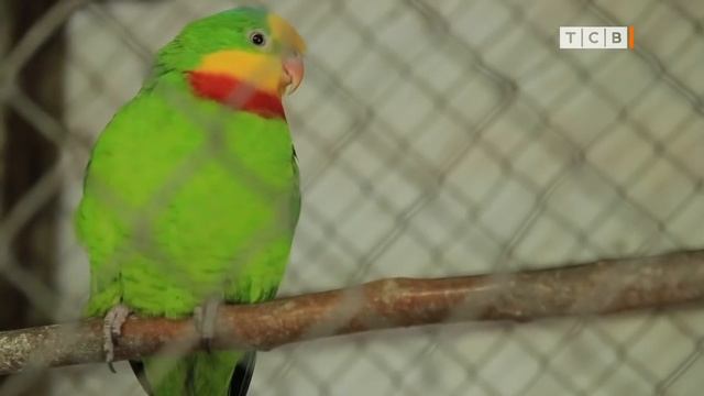 Как научить попугая говорить смотреть онлайн