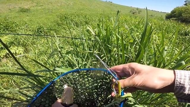 Голавль на рыбалке