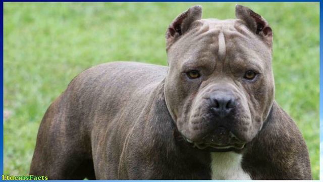 Мифы о животных, в которые пора уже перестать верить смотреть онлайн