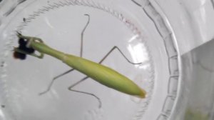 Богомол ест шмеля