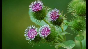 КОРНИ ЛОПУХА ПОМОГУТ ВАМ ИЗБАВИТЬСЯ ОТ МНОГИХ БОЛЕЗНЕЙ .