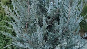 обзор на Можжевельник скальный Мунглоу (Juniperus scopulorum Moonglow) посадка и уход