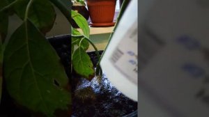 Лечение ржавчины на листьях!