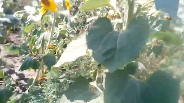 Подсолнух сорт Прометей