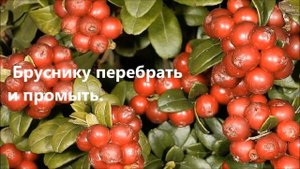 Яблочное варенье с брусникой