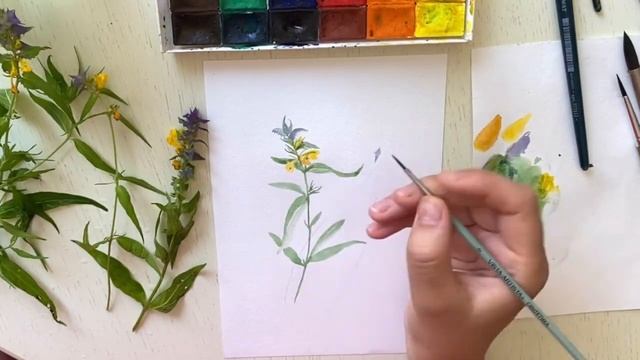 Ботаническая иллюстрация для начинающих. Рисуем Марьянник дубравный