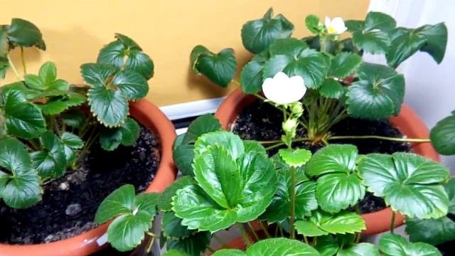 Выращивание клубника земляника Strawberry на окне 04.01.18. Ура зацвела земляника Карамельки F1.