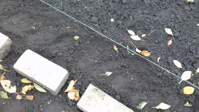 Размножение войлочной вишни косточкой. 2017г. октябрь. смотреть онлайн