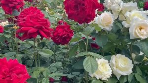 Сергей Чекалин — Солнце и розы