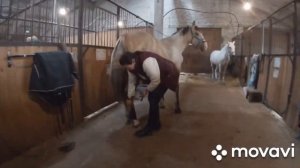 Лошадей много не бывает или выходной на конюшне.