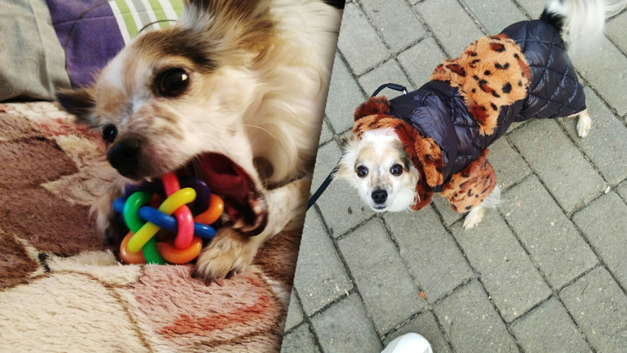 Сердце испуганной собачки, которую выкупили у бомжей, начало таять, когда она обрела дом смотреть онлайн