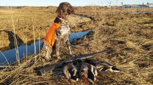 Охота на селезня с подсадной уткой 2022!.mp4