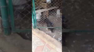 Ягдтерьер против Ягдтерьера