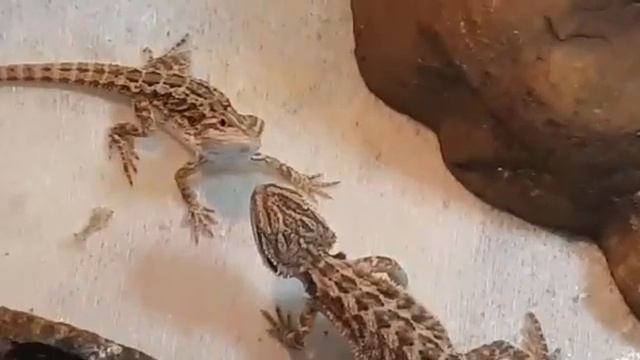 ЗНАКОМСТВО ДВУХ АГАМ / АМКА И ГАММ. смотреть онлайн