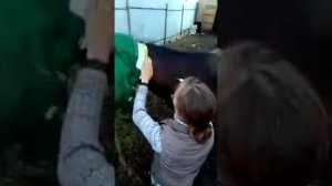 Укол лошади