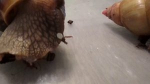 ура ахатины откладывают первые яйца!