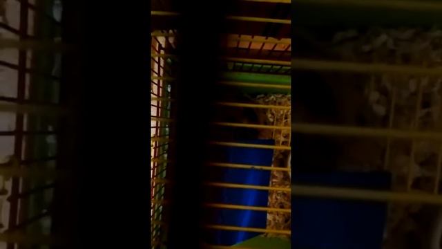 Что делают мои хомки ночью смотреть онлайн