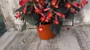 Ахименес Northwood's Sunbrust