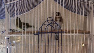 Полезные мелочи и советы при ловле, содержании певчих птиц №5 Установил палочки в клетке.