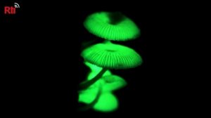 Fluoreszierende Pilze  螢光小菇閃綠光