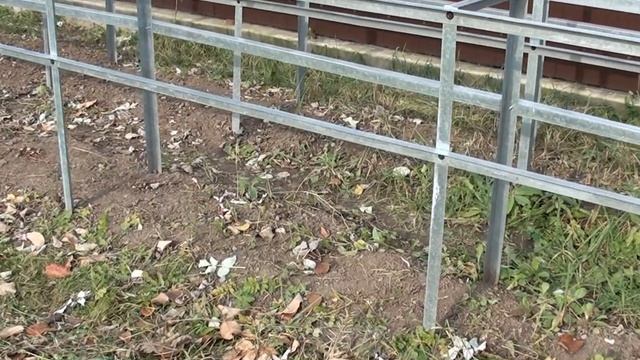 Как обрезать ремонтантную малину осенью. Подготовка малины к зиме. смотреть онлайн