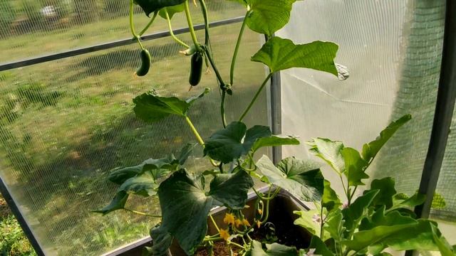 ??МОЖНО ЛИ ВЫРАЩИВАТЬ ОГУРЦЫ И ПОМИДОРЫ В ОДНОЙ ТЕПЛИЦЕ. ОБЗОР смотреть онлайн