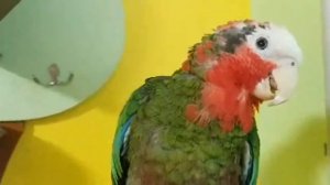 Кубинский Амазон и попугай ара в эфире