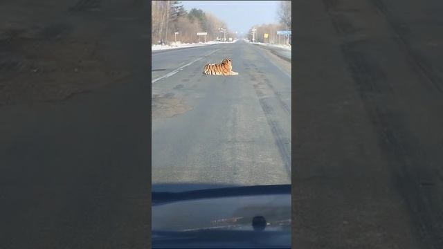 Автомобиль сбил амурского тигра