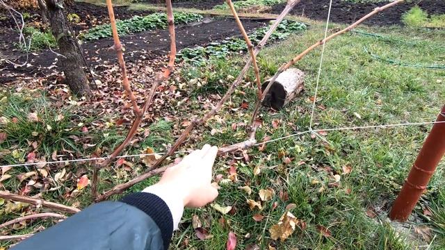 Обрезка винограда осенью. Просто и понятно. Так учил мой дед! смотреть онлайн