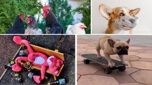 Смешные кошки и собаки 2022! - Лучшие приколы с котами №5