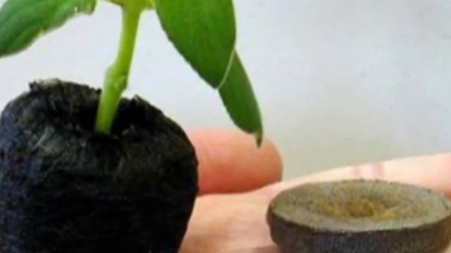 Проращивание семян перед посадкой. Гидрогель, капилярный мат, проращиватель. смотреть онлайн