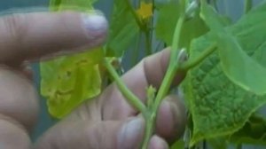 . Вегетативное размножение огурцов