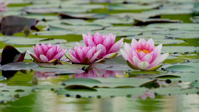 Nature Envirement Video Clip Collection : Most Beautyfull World смотреть онлайн