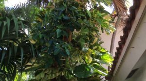 PO565 - Golden Pothos - Epipremnum Aureum - Pothos on Cabbage Palm Tree - October 18, 2020