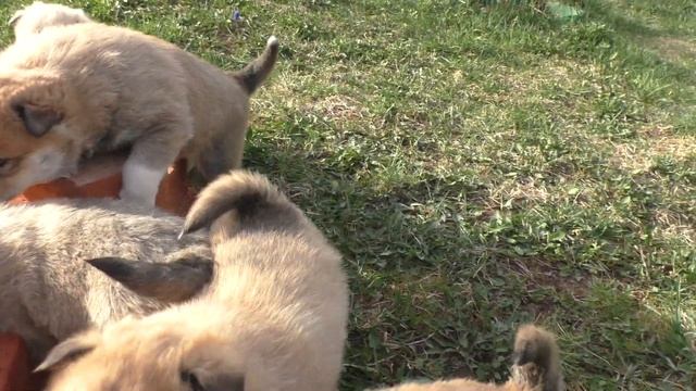 щенки западно-сибирской лайки С-БелаГром-Ш