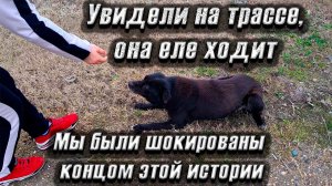 Пес еле шел по трассе, мы его забрали в клинику, но чем это обернулось мы просто в шоке