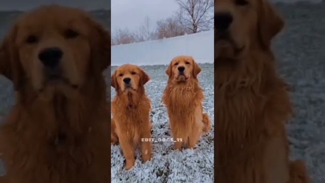 Эдит(Золотистый ретривер) смотреть онлайн