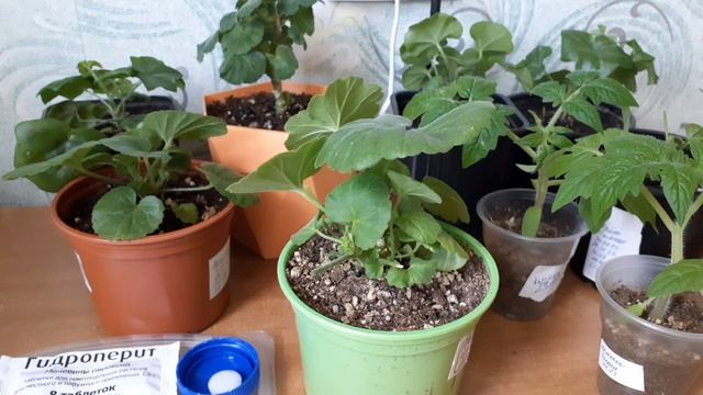 Пеларгония растет плохо и не знаете почему?Полейте этим раствором. смотреть онлайн