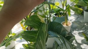 Эпипремнум пинатум на влажной опоре