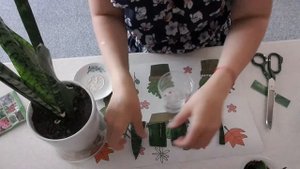 РАЗМНОЖЕНИЕ САНСЕВИЕРИИ