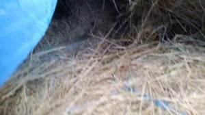 Сколько сена нужно корове? Корова 4-й месяц стельности.