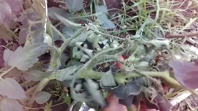 Помидоры черри чернично- сливовые. Первое созревание. смотреть онлайн