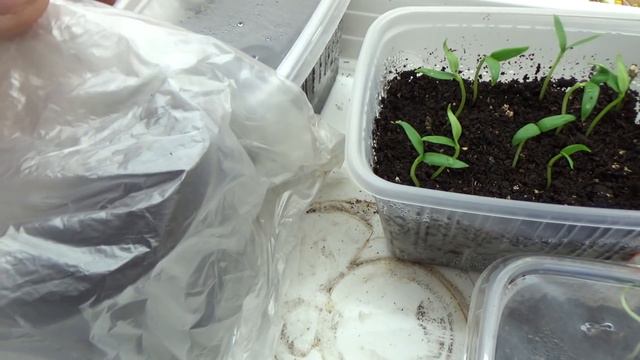 Всходы на 6 день ,перцы . смотреть онлайн