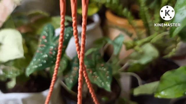 Best Ornamental Home Decor Plants@gardeningwithgeetkumar