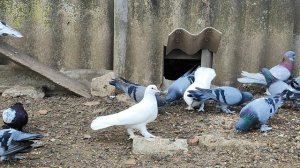 13.09.2024г Бакинские голуби Владимира Николаевича 👍