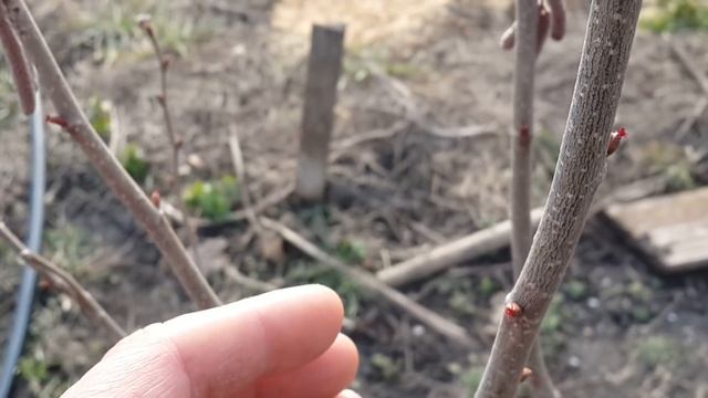 Фундук Трапезунд.Опыление. смотреть онлайн